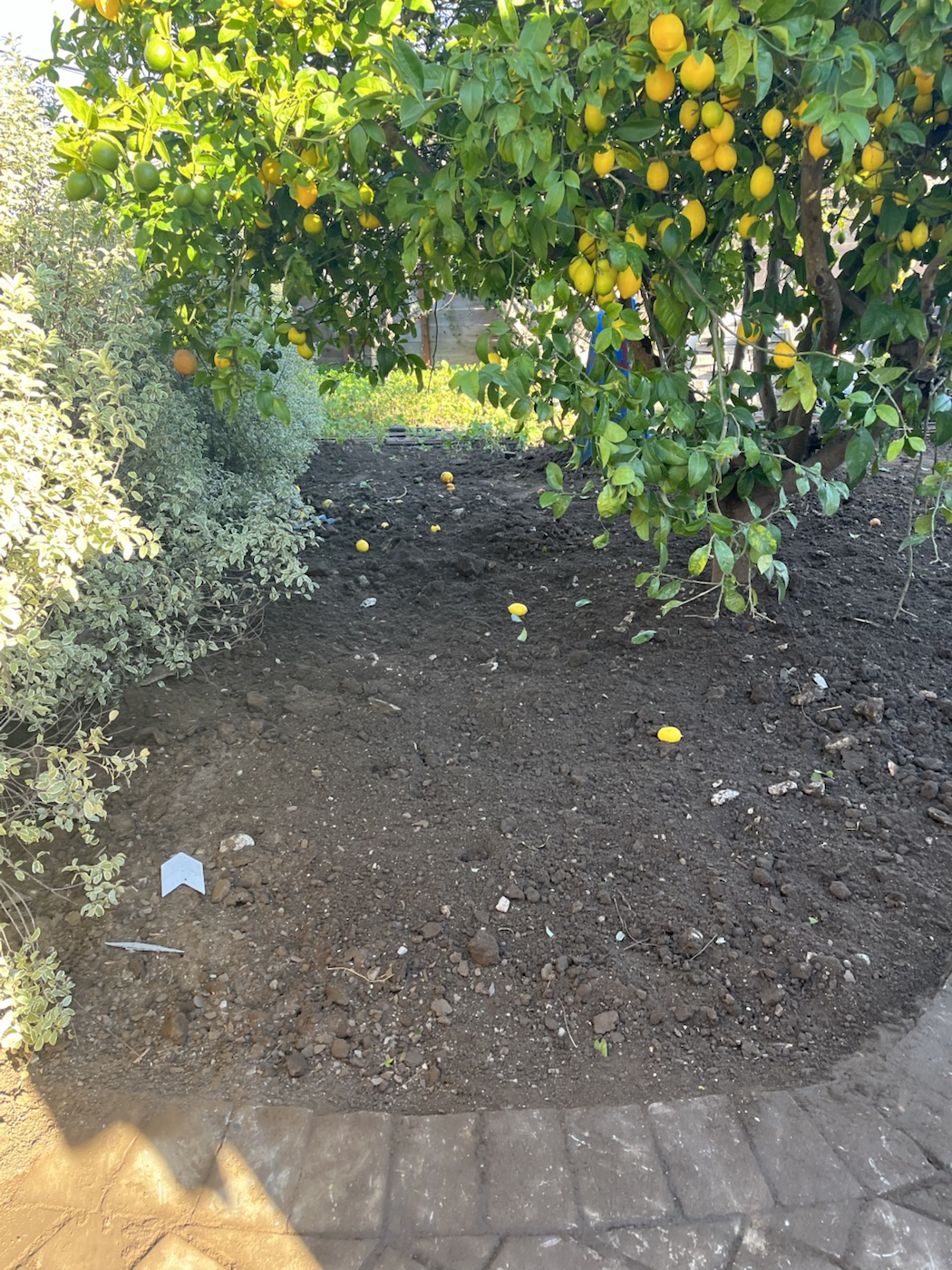 After: Backyard debris cleanup